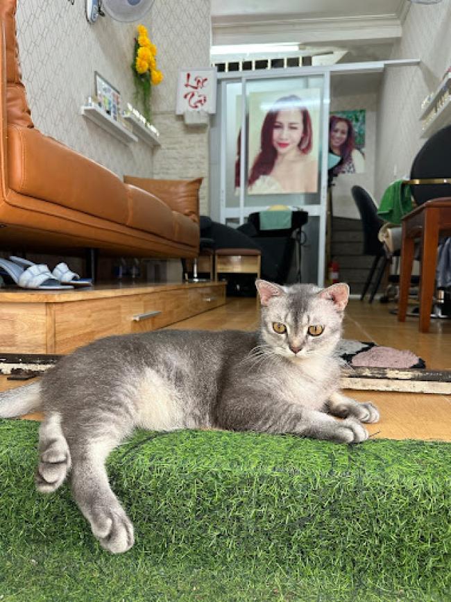 호치민 미미스파