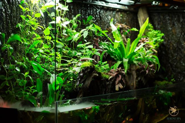 하노이 세린 임프레션 스파